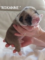 Roxanne